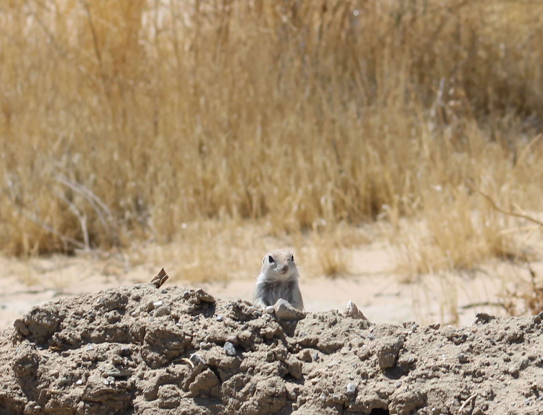 Show Some Appreciation for the Mohave Ground Squirrel with These Seven